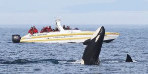Whale Watching in Victoria, BC